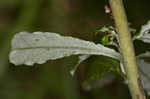 Spoon-leaf purple everlasting